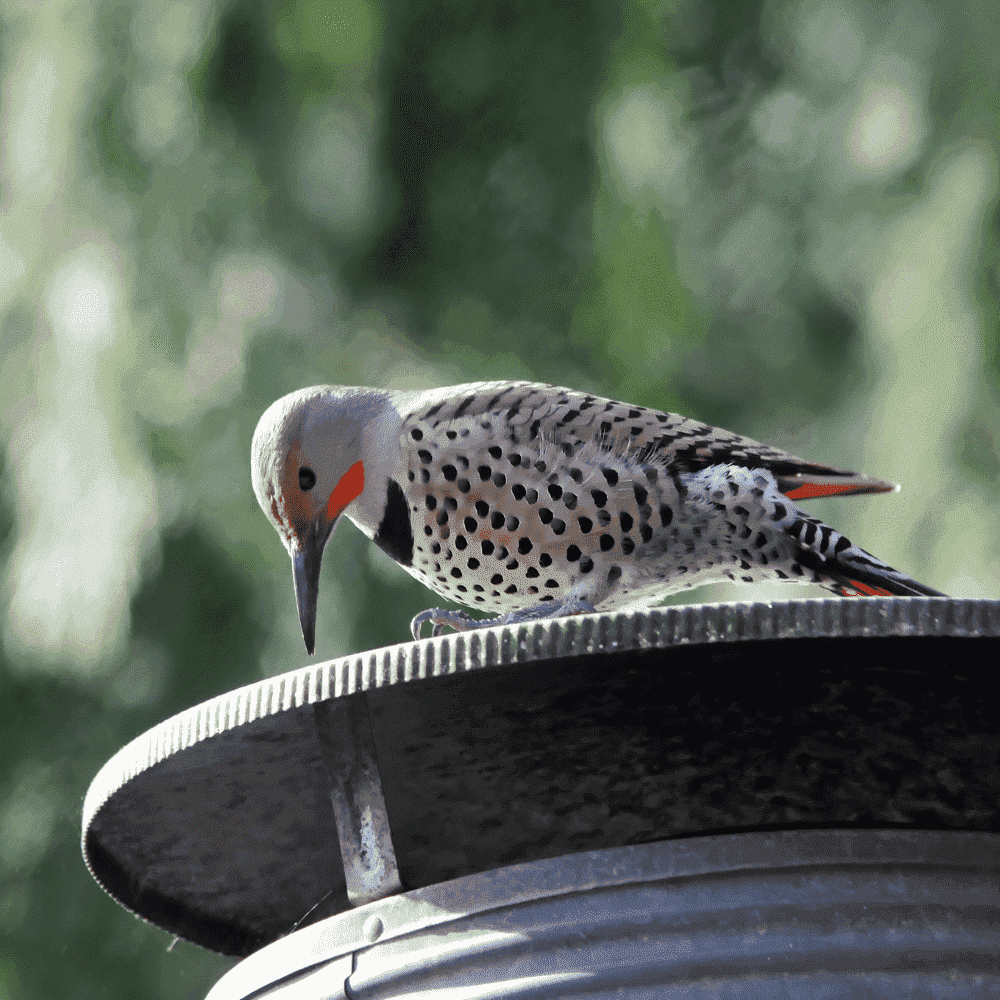 chimney cleaning services