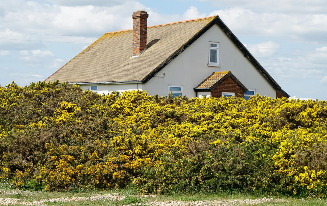 How to Protect Your Chimney from Animals – Safe and Secure Chimney Solutions